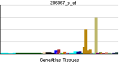 PBB GE WT1 206067 s at tn.png