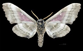 Male, ventral view