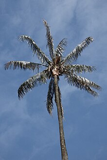 Пальма де сера дель Киндио (Ceroxylon quindiuense) (14728442862) .jpg