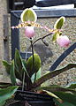 Paphiopedilum liemianum 'Warren Michael' - Longwood Gardens - DSC01204.JPG