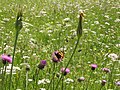 Parco naturale Tre Cime, farfalla.jpg3 072 × 2 304; 3,17 MB