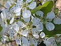 120px Pear tree flowers