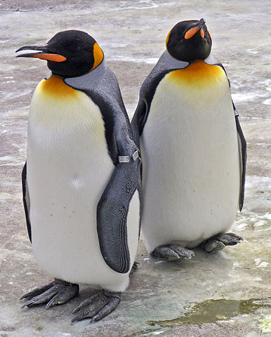 King penguins on the Kerguelen Islands are known for their homosexual display behaviours. Penguins Edinburgh Zoo 2004 SMC.jpg