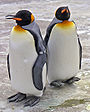 Two King Penguins by the pool