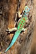 Phelsuma modesta