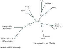 A phylogenetic tree of the pneumovirus and paramyxovirus families Phylogenic tree of the pneumoviridae & paramyxovirus families.png