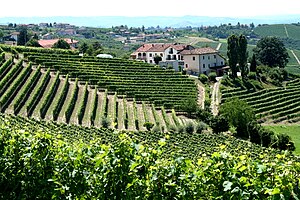 In the Italian wine region of Piedmont