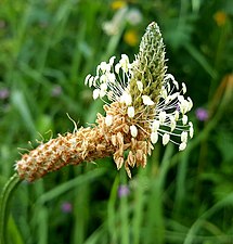 Plantain ertaina (plantago media)