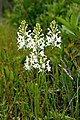 Platanthère à gorge frangée (Platanthera blephariglottis)