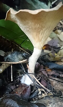 Lentinus tuber-regium: fotografijŏ