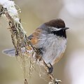 Mésange à tête brune à proximité du pavillon