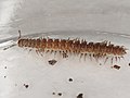 Polydesmus inconstans ist P. denticulatus sehr ähnlich