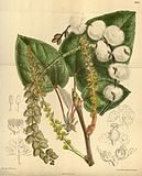 P. lasiocarpa - Curtis's Botanical Magazine