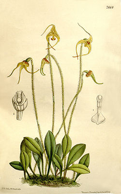 Porroglossum muscosum Ботаническая иллюстрация из издания Curtis's Botanical Magazine, 1899 г.