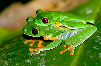 L'amplexus, technique d'accouplement chez la plupart des amphibiens.