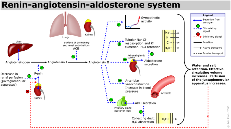 Archivo:Renin-angiotensin-aldosterone system.png