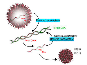 Scheme of reverse transcription RetroTranscription.jpg