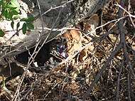 C. cornuta lair, Jaragua National Park