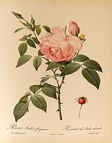 Rosa indica fragrans 001.JPG