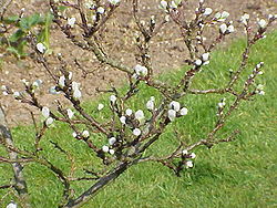 Salix hastata2.jpg