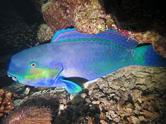 Perroquet grand bleu (Chlorurus strongylocephalus)