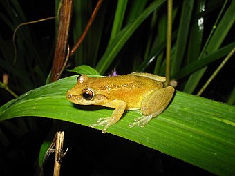 La grenouille Scinax fuscomarginatus est présente dans la région de la province bordant le río Paraguay[28].