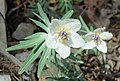 Hochblätter und Blüte von Eranthis pinnatifida