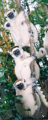 Groupe de sifakas de Verreaux accrochés au tronc d'un arbre.