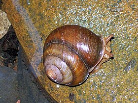 A live individual of Meridolum gulosum