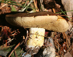 Description de l'image Suillus brevipes.jpg.