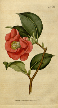 《植物學雜誌》（1788）Camellia japonica