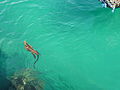 (Amblyrhynchus cristatus), Marine Iguana swimming in Puerto Ayora - Island of Santa Cruz.
