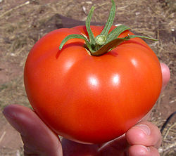 A Greenhouse Produced Tomato