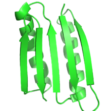 The Top7 protein was one of the first proteins designed for a fold that had never been seen before in nature. Top7.png