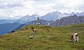 Tre Cime cows 5.jpg4 980 × 3 000; 4,15 MB