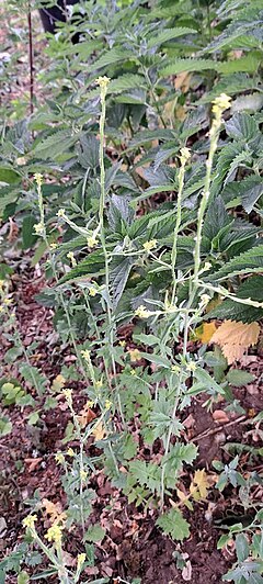 Harilik unilook Sisymbrium officinale