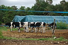 Champagne, France. Farming and agriculture can greatly affect nearby water sources, both fresh and marine. Vaches dans les champs -Cows in the fields.jpg
