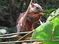 Sciurus variegatoides