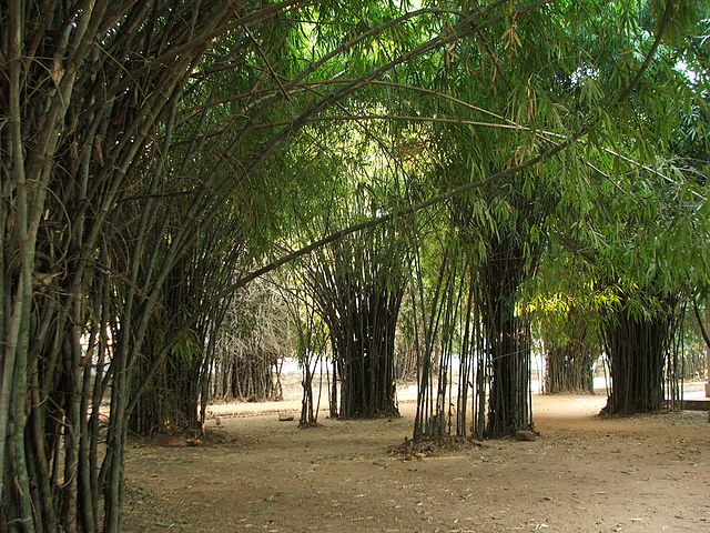 Bamboo trees