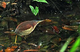 Šrenko baublys ( Ixobrychus eurhythmus)