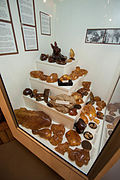 Kaurikopál-gyűjtemény Warkworth múzeumában