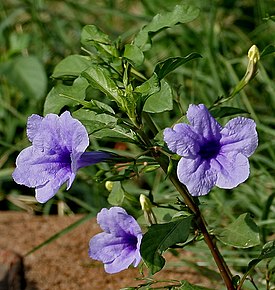 Ruellia