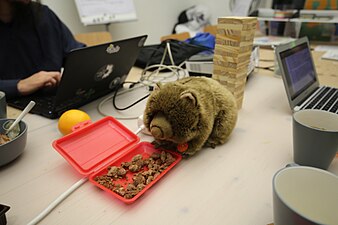 WikiMUC-Wombat bei der Fütterung