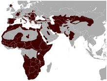 Distribution of the wildcat species complex[1]