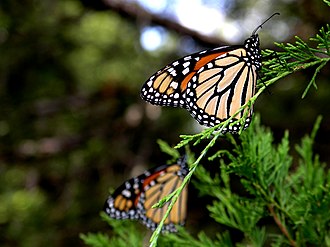 Monarch Butterflies during their winter migration on an eastern juniper tree in Northern Texas