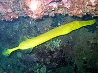 A yellow Chinese trumpetfish