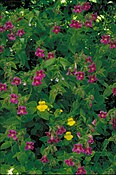 Mimulus ringens