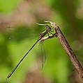 2017.08.06.-04-Kirschgartshaeuser Schlaege Mannheim--Weidenjungfer-Maennchen.jpg