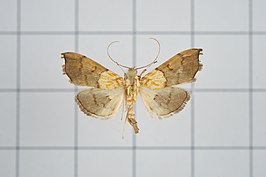 Agrotera discinotata