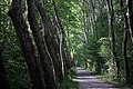 Allée dans le parc de l'abbaye